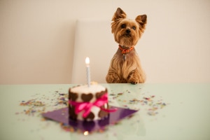 Nicht jede Abmahnung wegen unerlaubter Hundehaltung in der Mietwohnung ist auch rechtens.