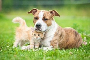 Die Abmahnung wegen unerlaubter Hundehaltung muss auf nachweisbaren Beschwerden beruhen.